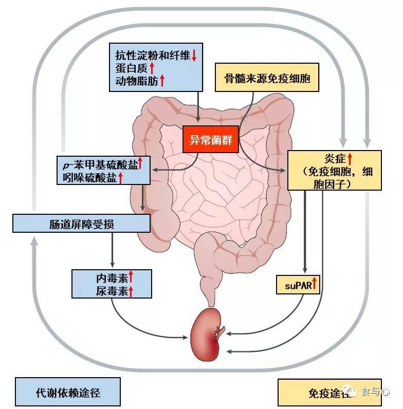 肠道|肠漏，你必须知道的热知识（三）