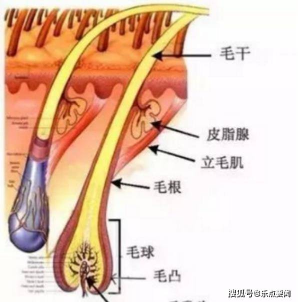 什么为什么人会长白头发？有什么办法可以补救白头发吗？