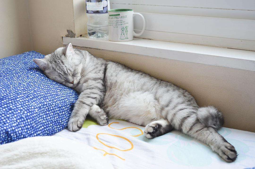 你能接受猫咪上床睡觉这件事吗?_主人_网友_床上
