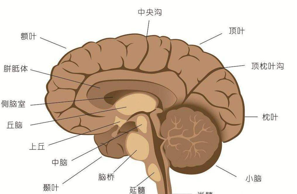 脑壳结构图片