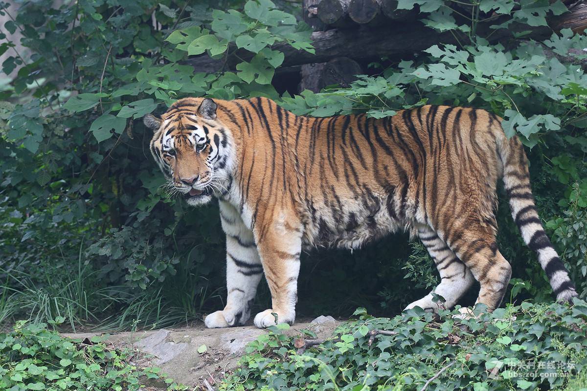 虎年话虎：老虎是大自然最完美的杰作？保护有加，为何还濒临灭绝_搜狐网