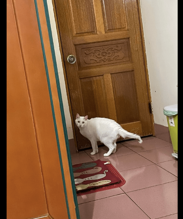 017b168b23e748318dcd4994ae005ab5.png