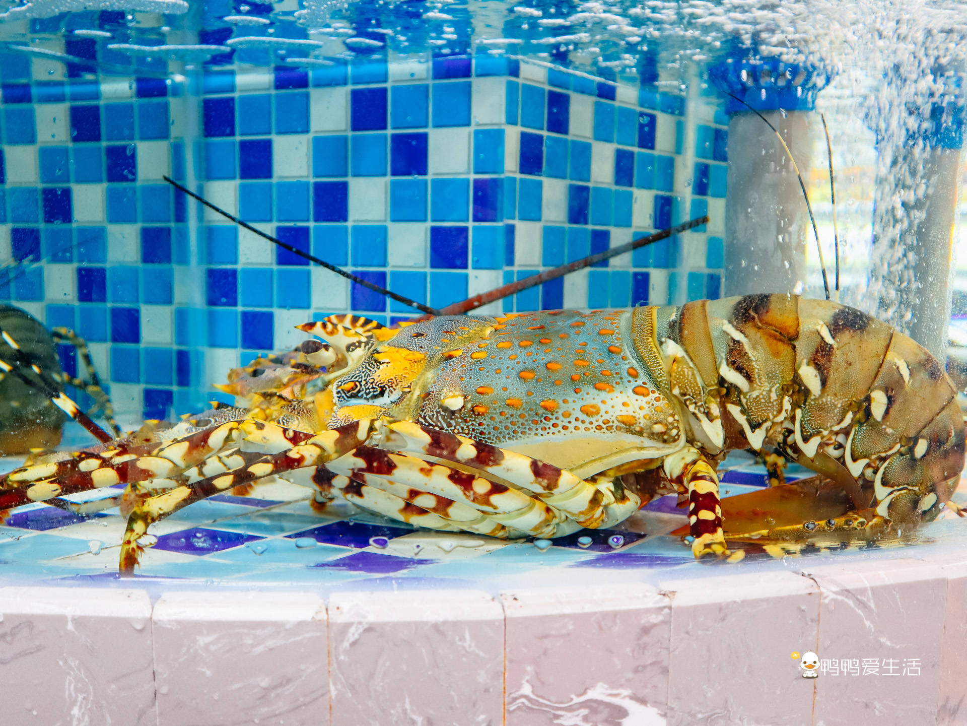 一进门就是超大海鲜池,各种生猛海鲜都有,看这彩电大龙虾真的是超级大