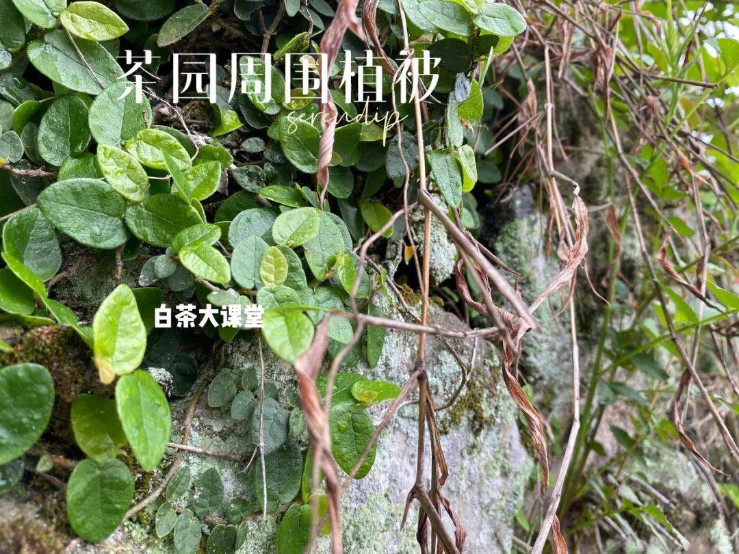 六大|六大茶类，哪些茶要及时喝，哪些茶要长期存？别等过期才后悔