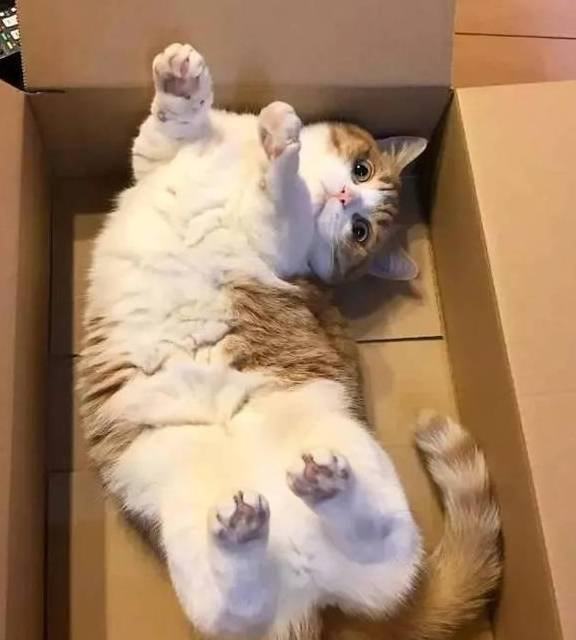 猫咪|养猫后的3大变化，只有铲屎官才能懂