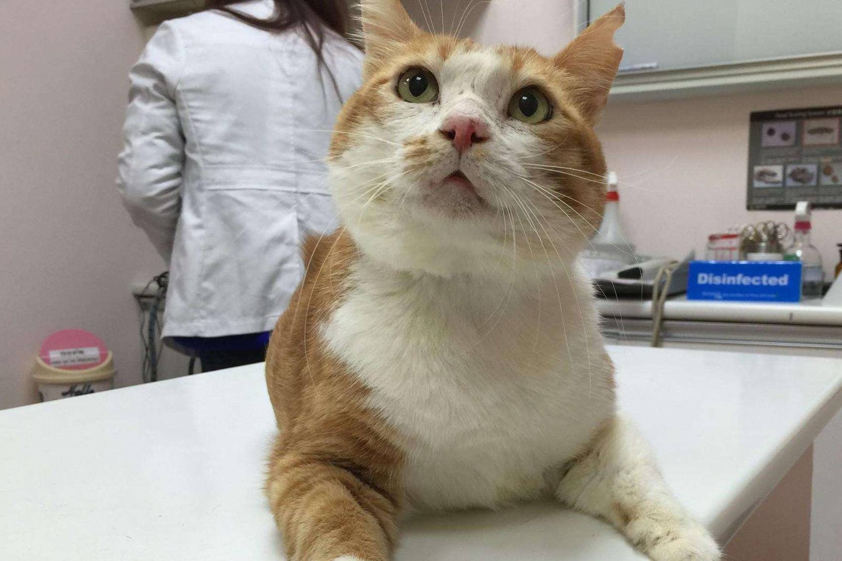 猫咪|养猫后的3大变化，只有铲屎官才能懂