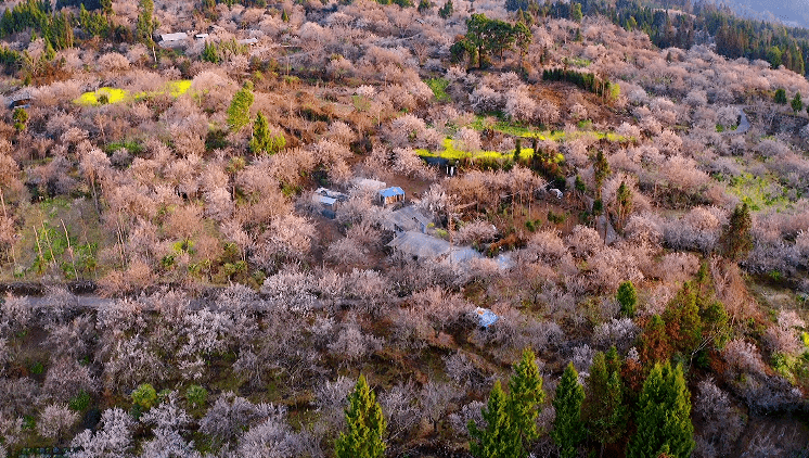 景区|【国家AAA级景区】腾冲中营·梅花村景区