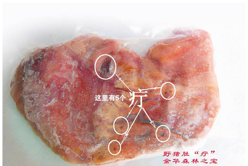 野猪_毒蛇_蟒蛇