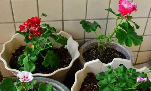 怎么养花草长得更茂盛 8f839915492d4ac6abc1db20e359796f.jpeg