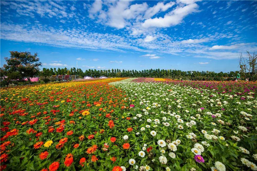 荷兰花海被官方认定为网红景点