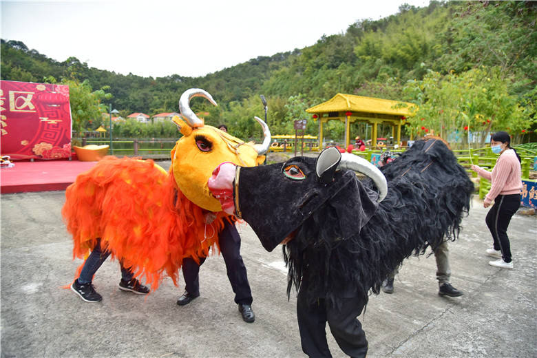 肇庆广宁宝锭山景区举行新春民俗活动游客可以舞牛犁田鞭打春牛