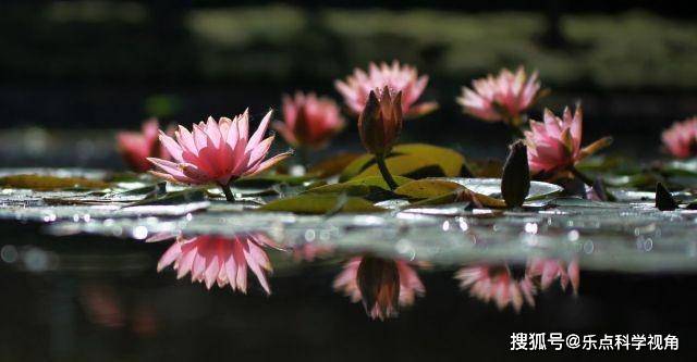 江苏扬州：小满时节睡莲“醒”扬城数百小池塘可赏睡莲