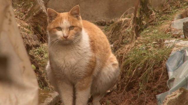 才成功那些被收养的流浪猫都过得怎么样了？