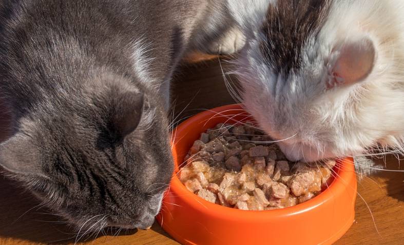 猫咪|猫咪的正确“饮食习惯”，铲屎官们要看好，解决挑食问题