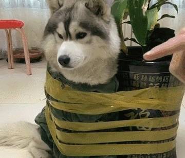 上班族适合养什么狗不花钱 5375e6e146e74d0b9bc49223f60c08b5.jpeg