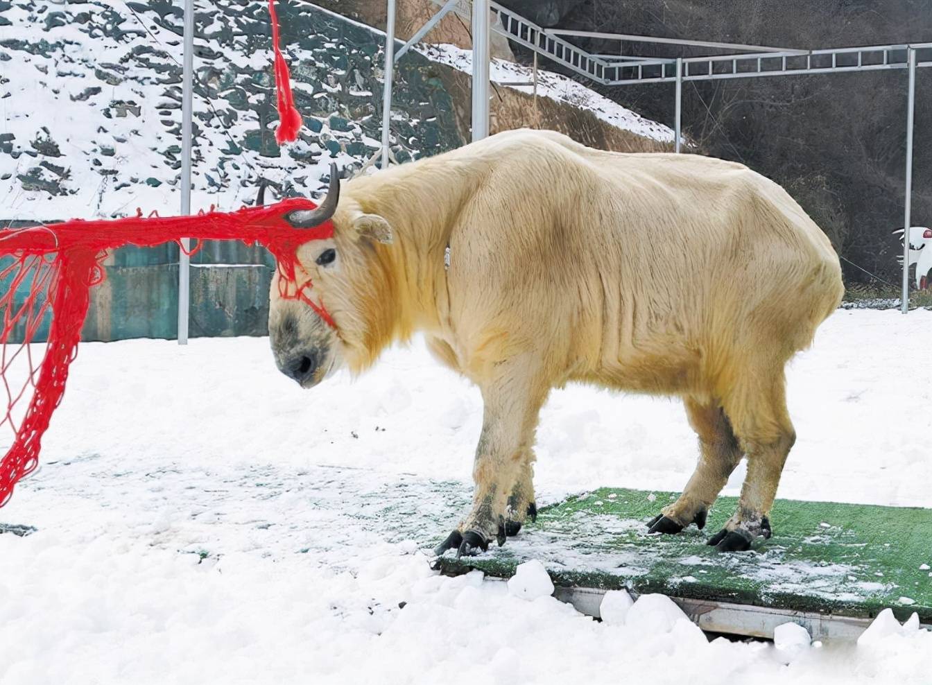 原创陕西宝鸡发现一头黄彪下山觅食遭困双角被缠住依旧凶猛