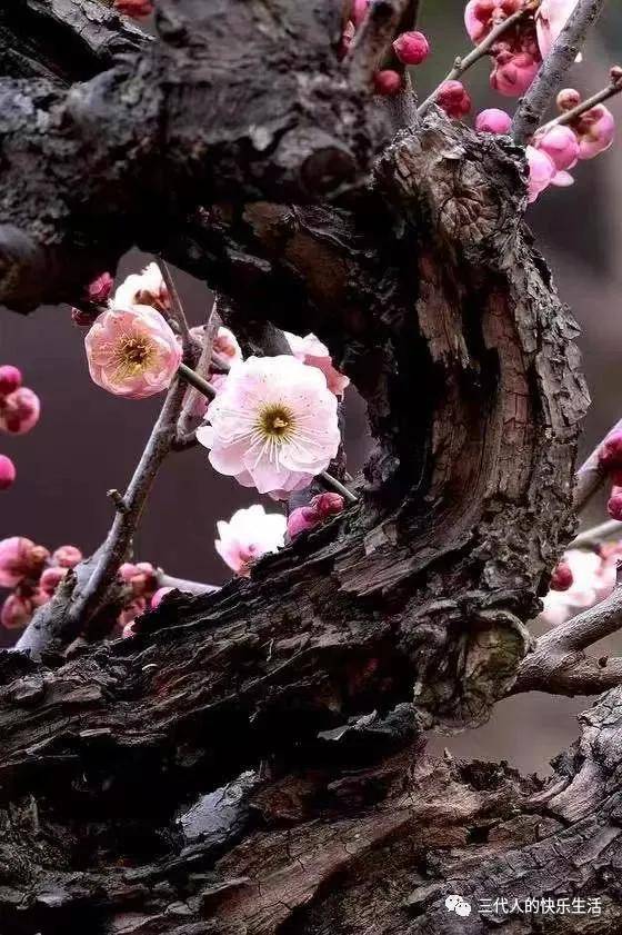 张英杰原创佳作欣赏