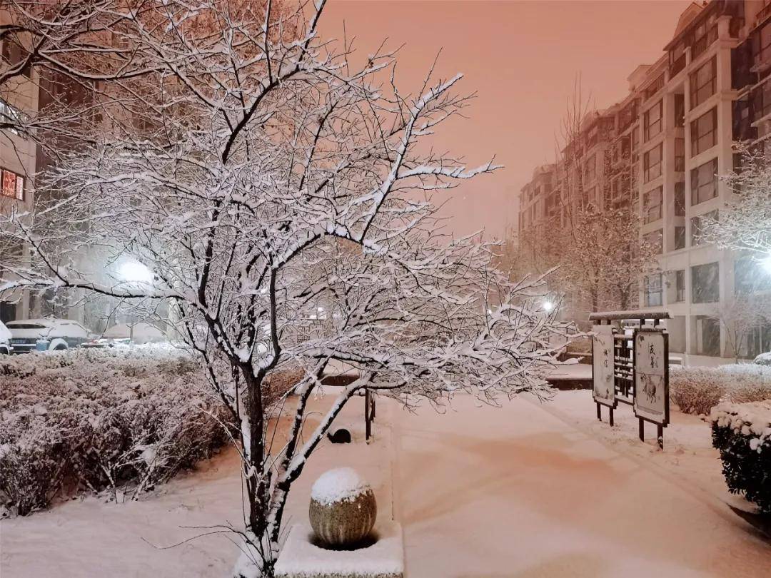 瑞雪|瑞雪踏春迎新年