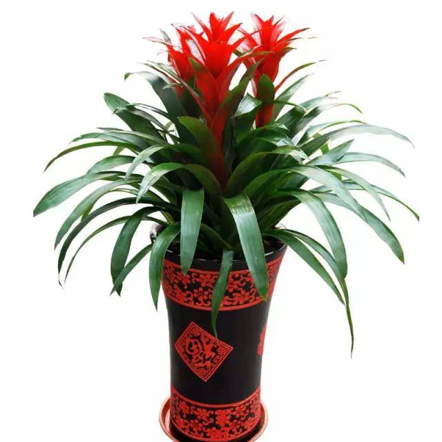 新加坡开运年花 你知道几个 水仙花 象征 文竹