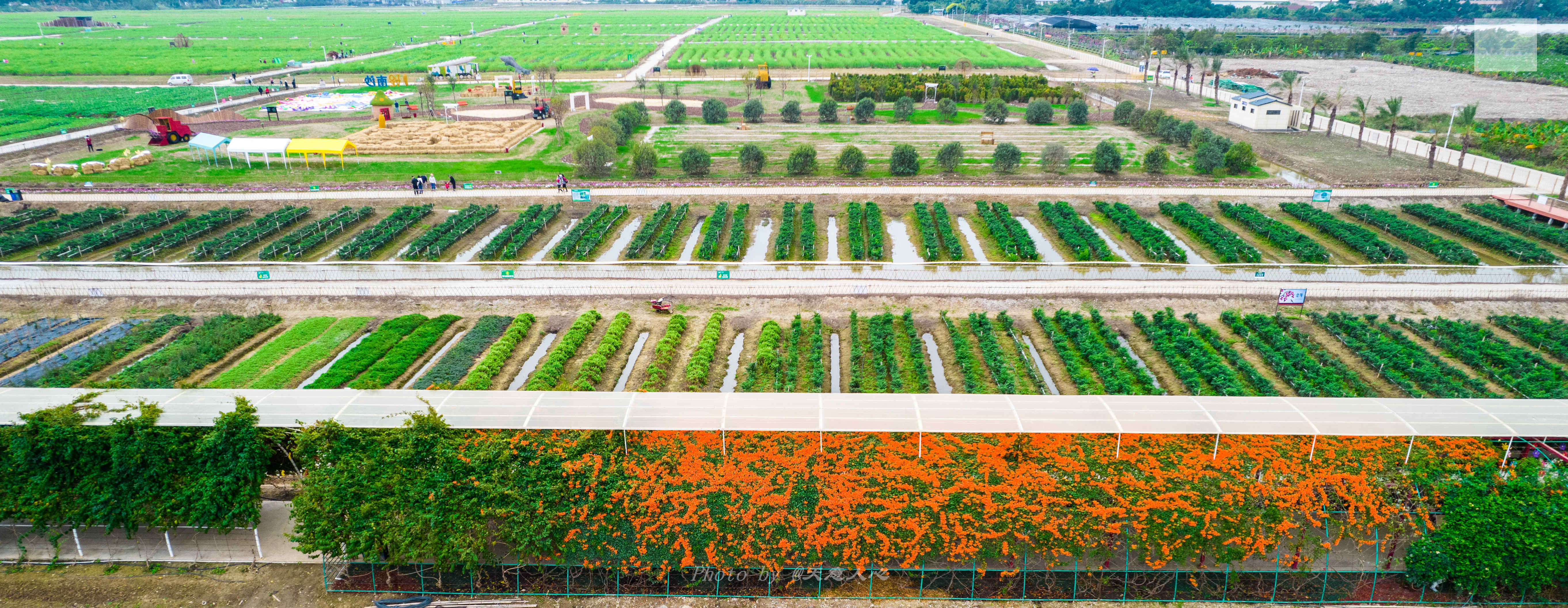 油菜花|假日游南沙，偶遇盛放的300亩油菜花