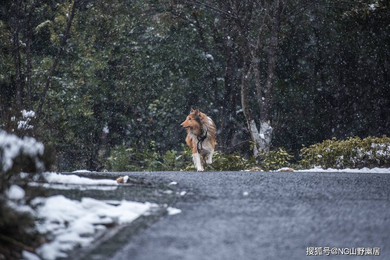 雪景|皖南宁国遇大雪：很有雪国风光的意境，美得让人大呼小叫！