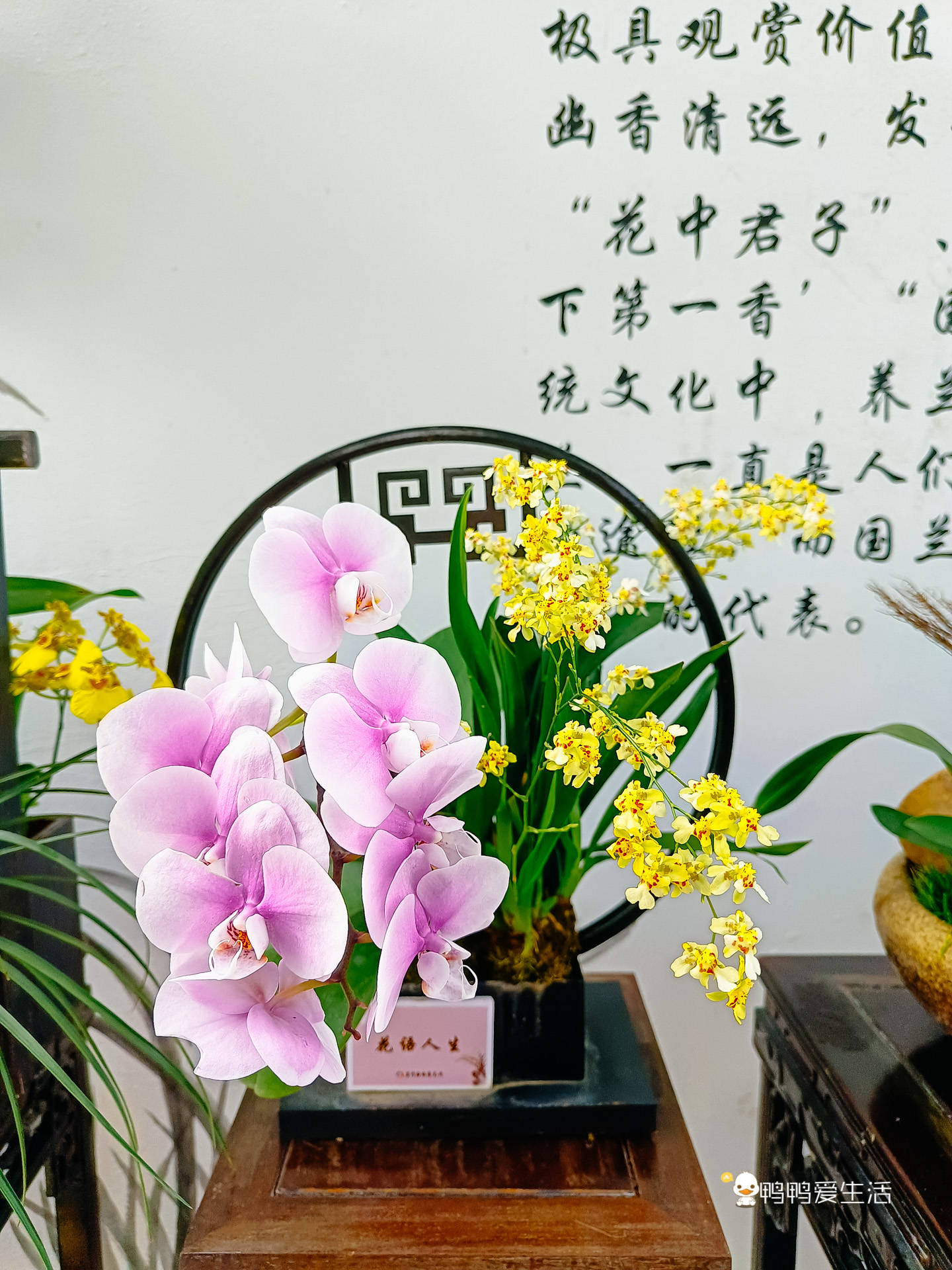 博览|厦门园林博览苑春节推出多个花展，拍照超美，游客：累并快乐着！