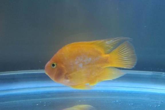 灯笼鱼为什么头上有灯笼 ce12f0b9cbf54c6a8ec95c10f59edb70.jpeg