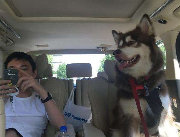 原创王思聪的爱犬王可可是如何走上狗生巅峰的