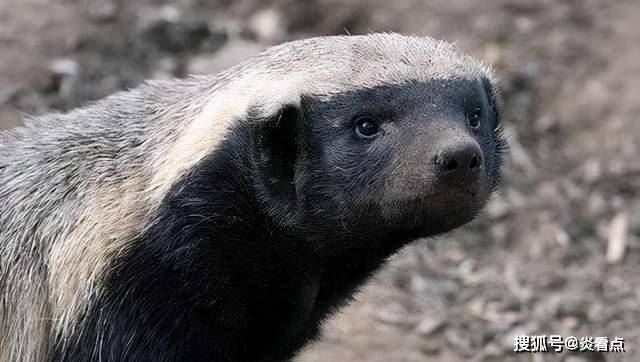 身长不足一米的蜜罐 如何与实力相差悬殊的生物战斗 动物界 毒蛇 狮子