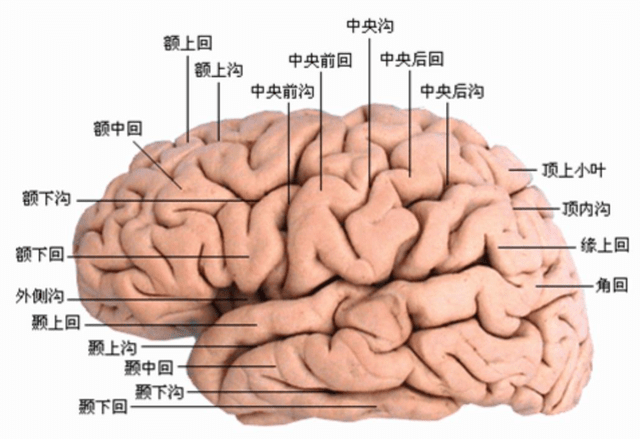 心理学家们认为,这可能是因为人类大脑中各个记忆都被分类存在于不同