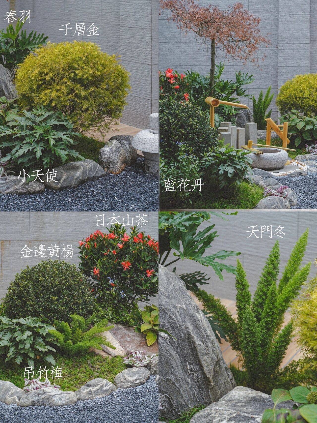 小面積庭院,一定要打造成日式花園,好看得讓人挪不動步_植物_後院