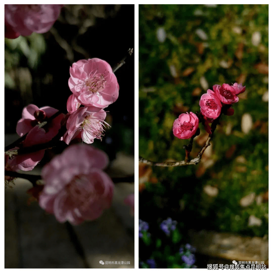 景区|春节想出门逛逛 可是宜家沙发上都长满了人