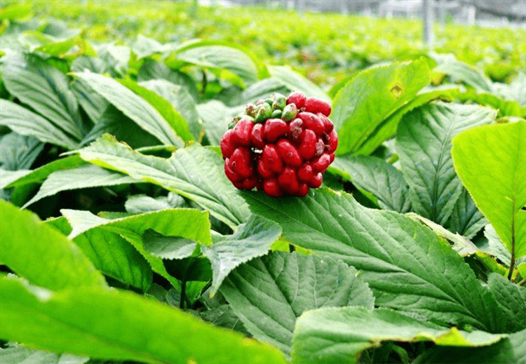 西洋参从清代就开始进口,是殖民地的"财富",种植历史有数百年_植物