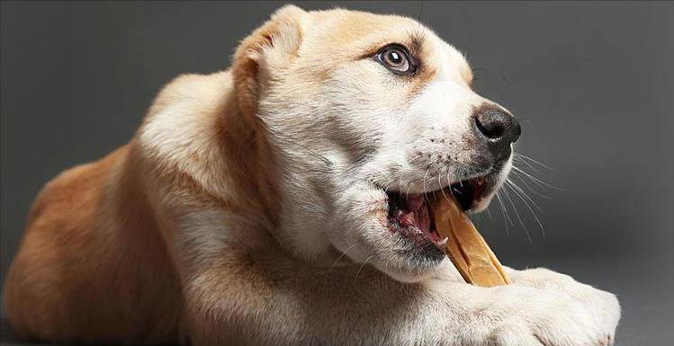 意思|狗狗“舔人”很脏?其实并不是,舔你是有原因的