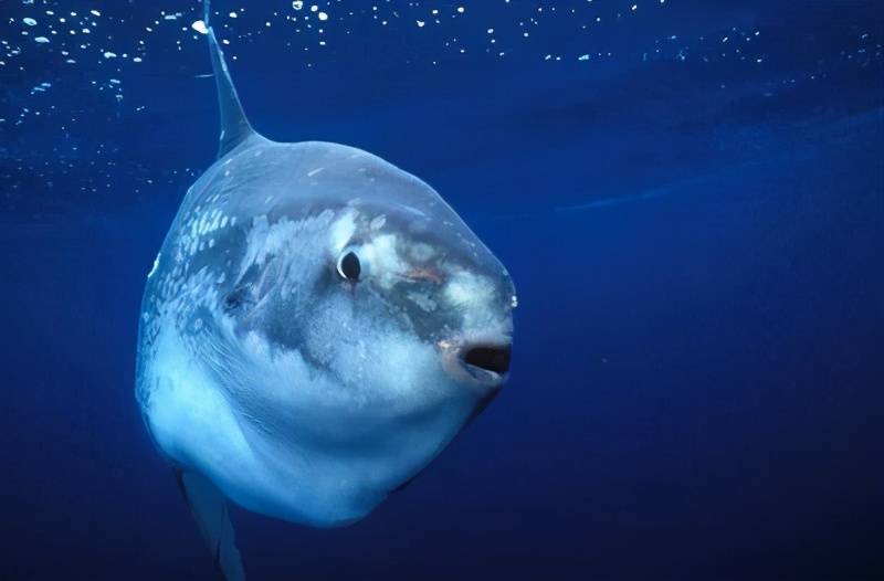 翻车鱼_攻击性_死亡