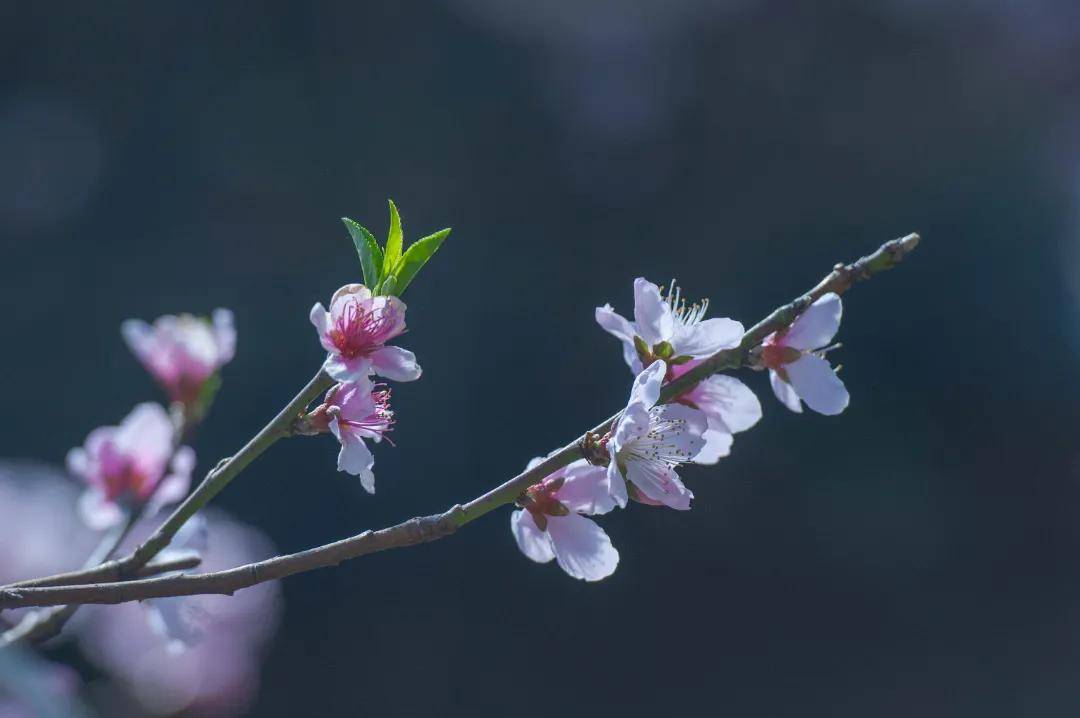 雍阳|赏花进行时：雍阳桃花开满乡村振兴之路