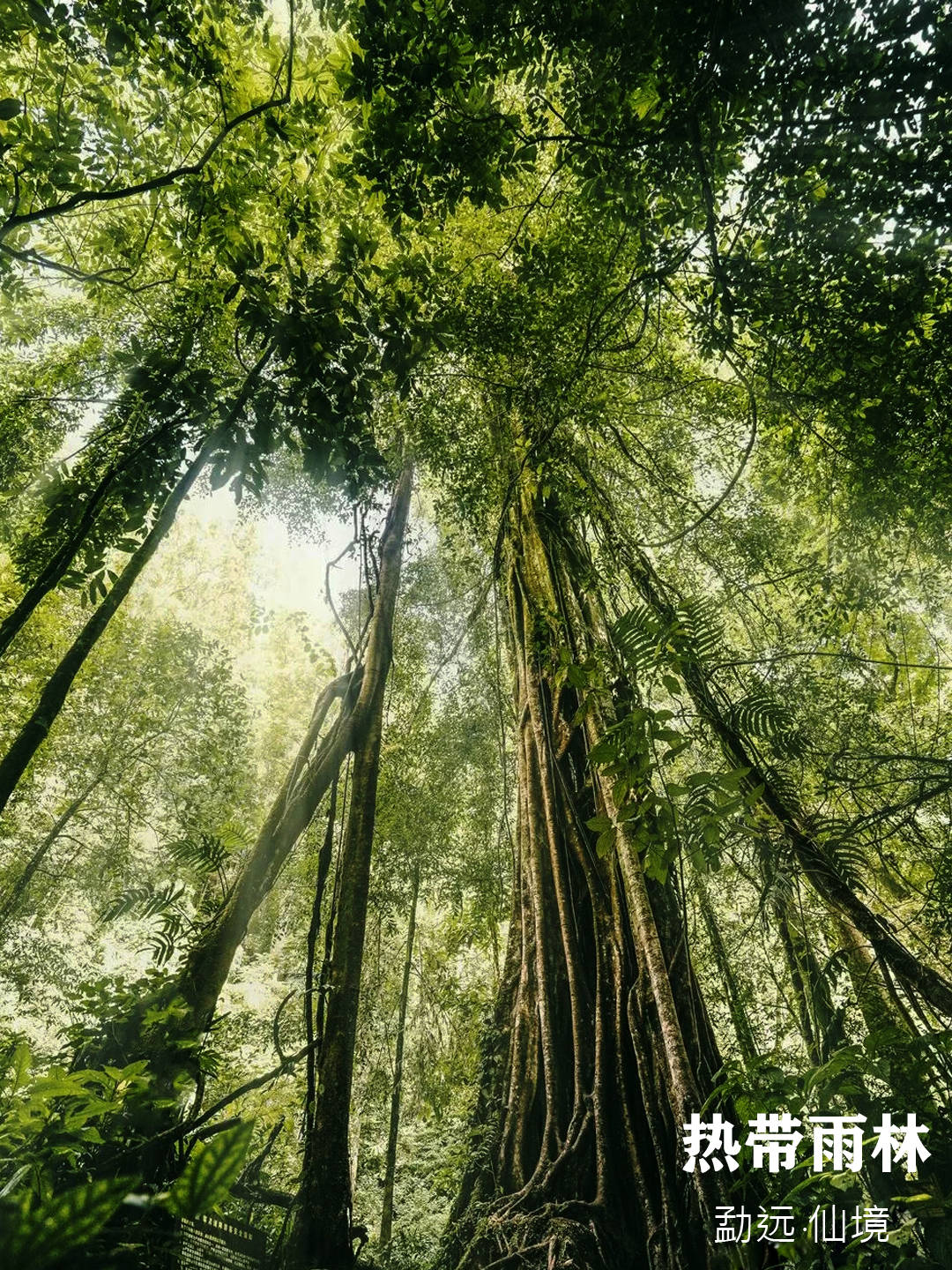 绞杀榕非常残忍,然而没有它们就没有热带雨林生态系统_榕树_千年_仙境