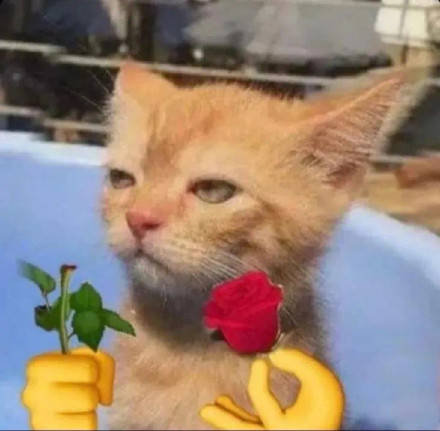 猫咪送玫瑰表情包图片