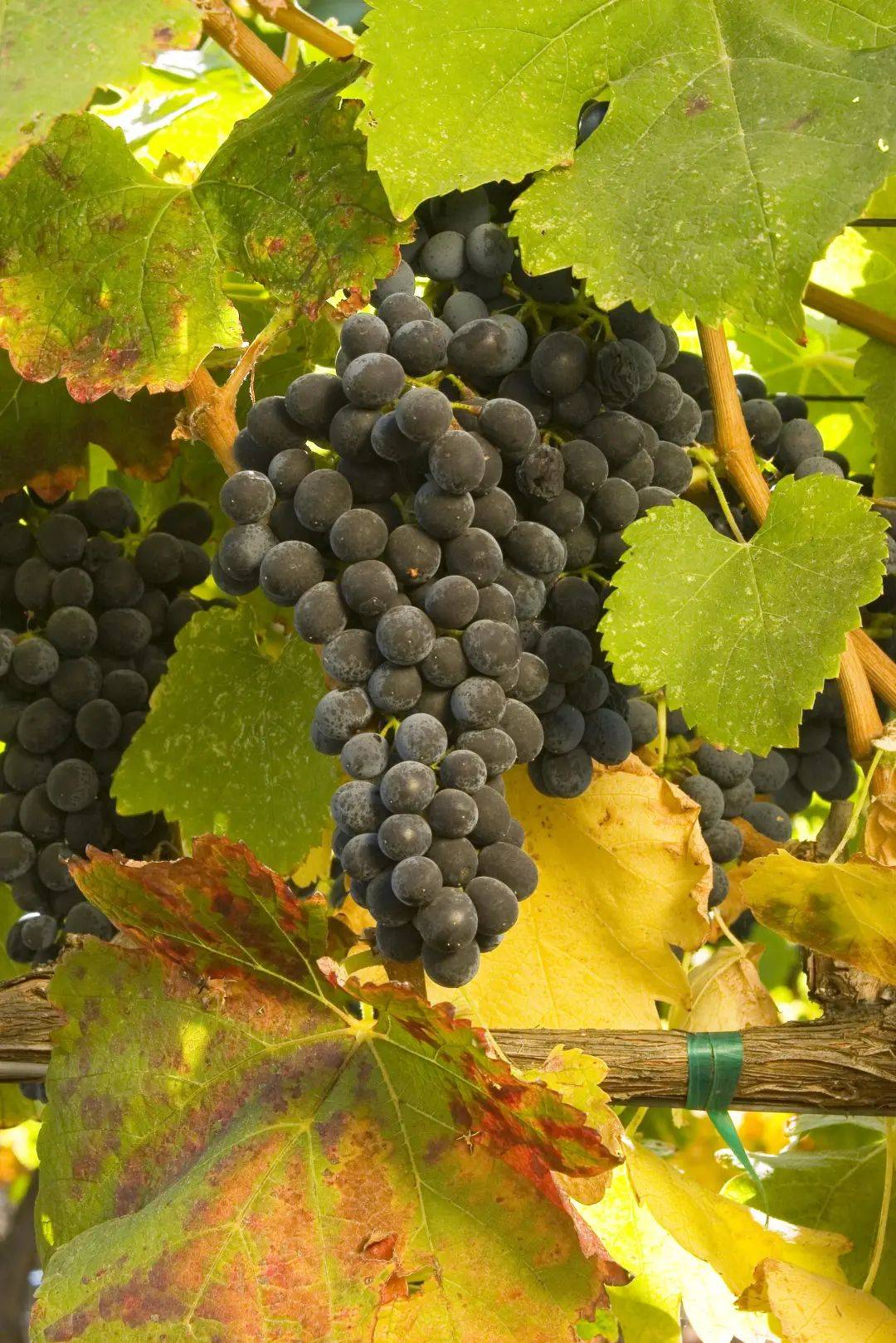 地区|洛杉矶,加州葡萄酒的新星