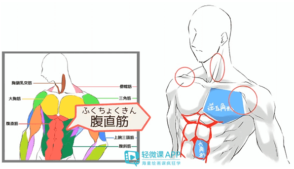 男生肌肉畫法教程_腹肌_陰影_身體