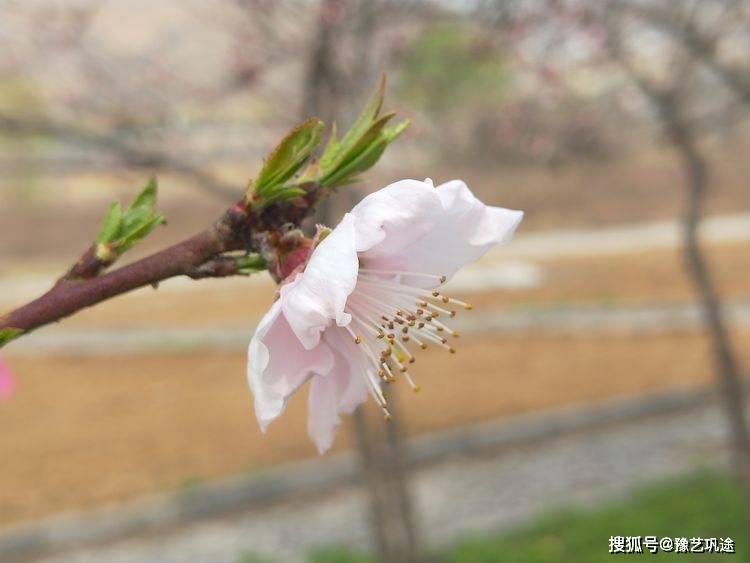 地点|诗图巩义 | 春天，等候你回来