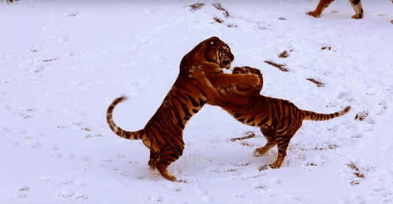 梦境中的生死追逐,狮子与老虎的联盟与我的攀登之旅 梦境中的生死追逐,狮子与老虎的联盟与我的攀登之旅
