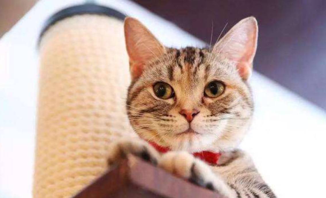 猫咪怎么叫是表示饿了 bfaffaf0ddb743b4a6f0e46f72b35c2a.jpeg