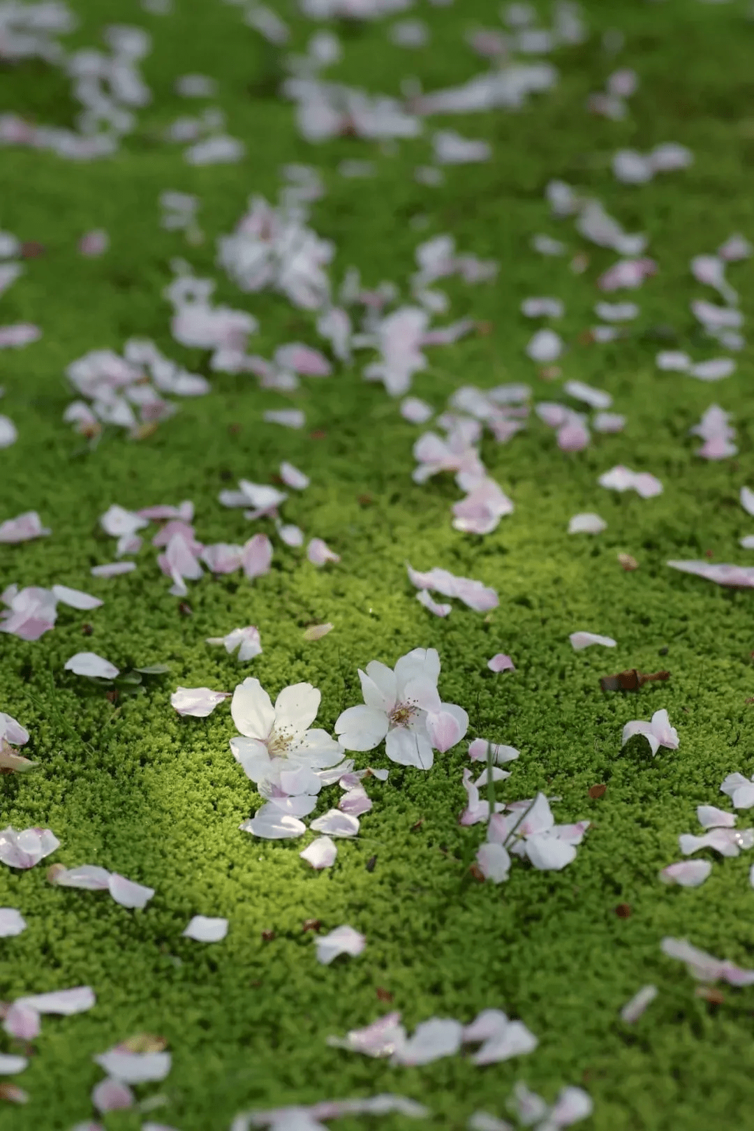 原创不是落花不好看而是你不会拍