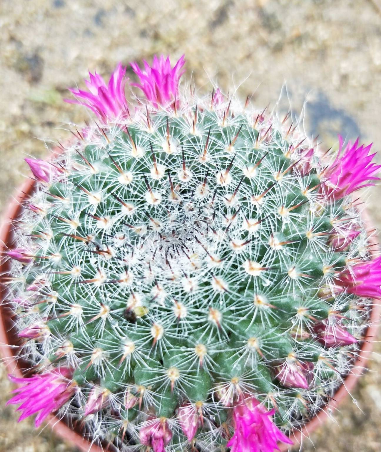 仙人球“玉翁”与“白雪光”开花：两种花色两种姿态！