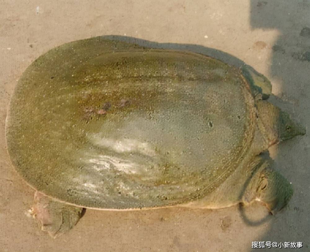 梦回父爱，女儿梦中甲鱼之谜