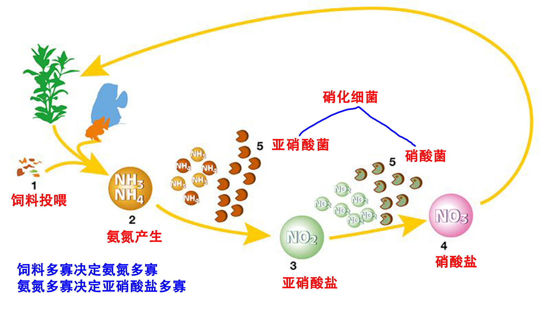 亚硝酸盐中毒机制图片