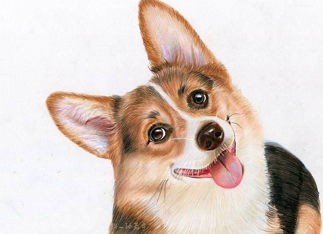 奖励|让狗住笼子残忍?至少这5个好处你不知道,居家训练1