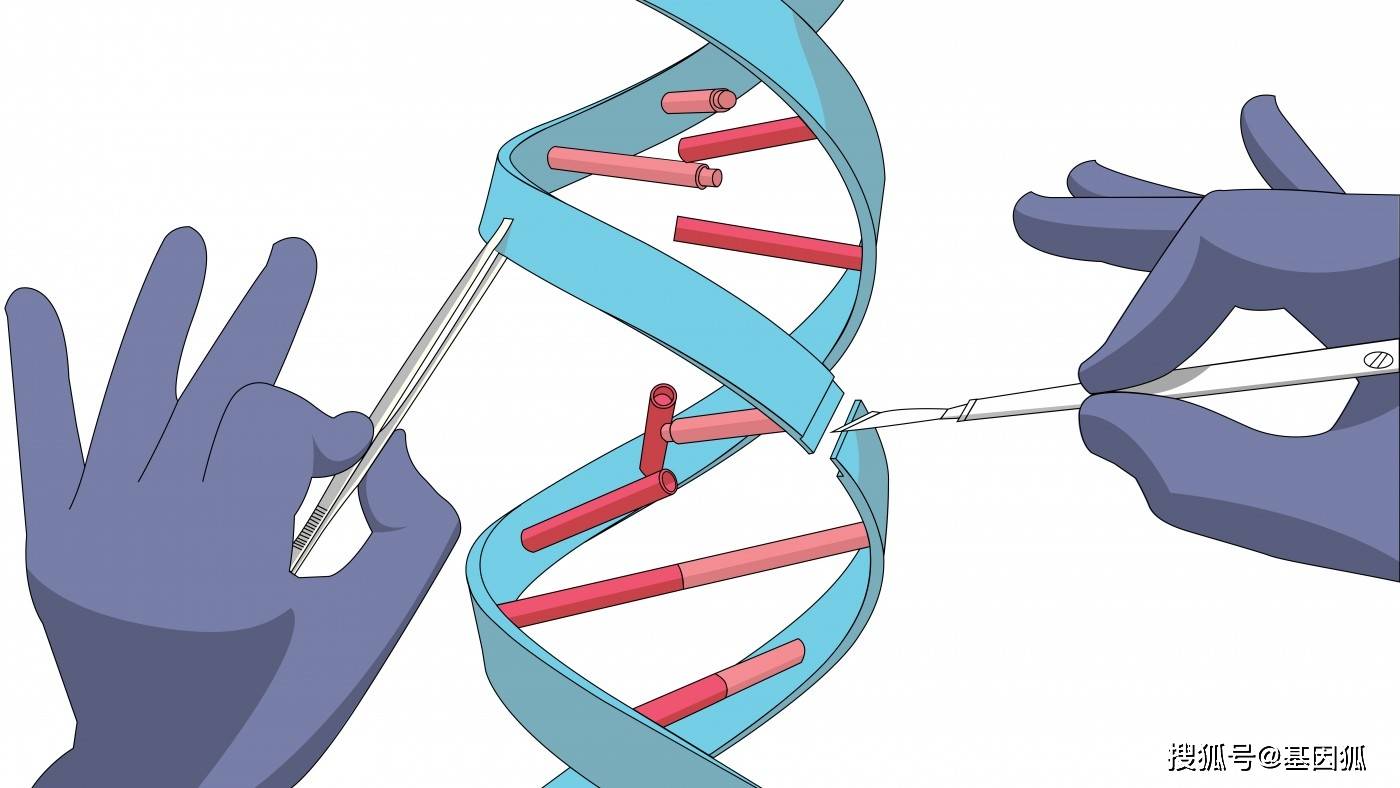 经验分享单基因遗传疾病的基因疗法