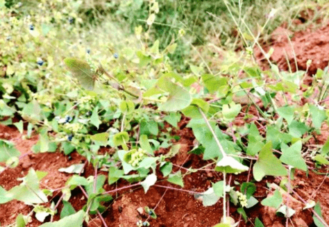 植物|农村一种植物爱扎手但80后抢着吃，是珍贵的草药，请记住它的样子